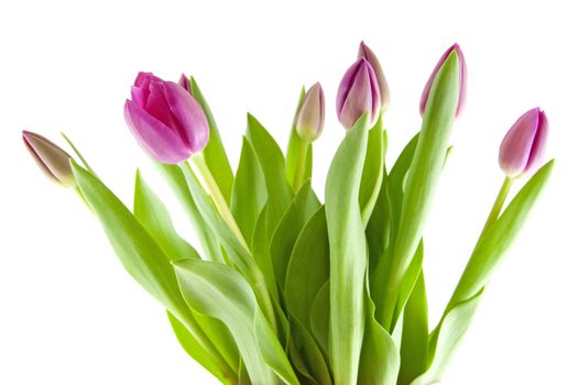 Bouquet of pink tulips in closeup isolated on white background