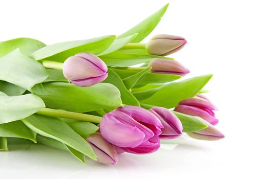 Bouquet of pink tulips in lie on white background