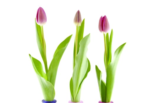 Three Dutch tulips side by side over white background