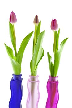 Three Dutch tulips in vase over white background