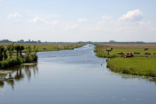 Typical Dutch nature with cows and water