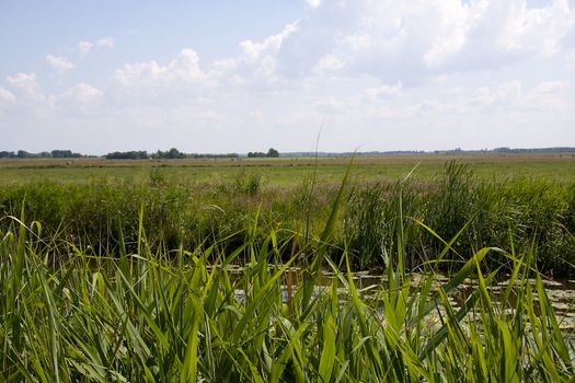 Typical Dutch nature with big meadows on sunny day