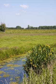 Dutch nature, grass and water,  on sunny day