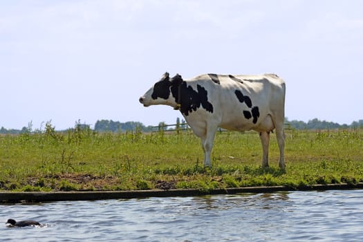 Typical black and white dutch cows in meadow
