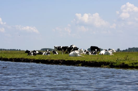 Typical black and white dutch cows in meadow