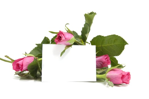 Pink roses and empty memo card with space for your own text, over white background