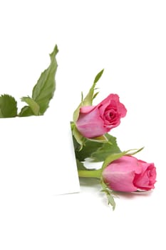 Pink roses and empty memo card with space for your own text, over white background