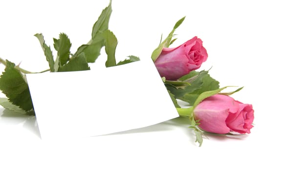 Pink roses and empty memo card with space for your own text, over white background