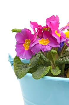Pink Primula flowers in blue bucket isolated on white background