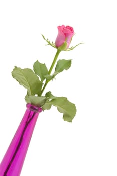 Pink rose and vase isolated on white background