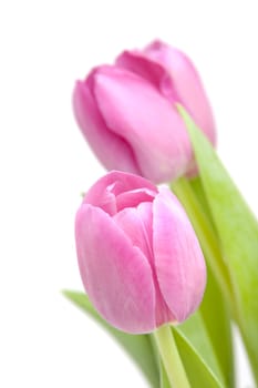 Pink tulips in closeup over white background