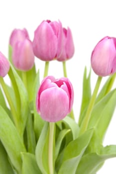 Pink tulips in closeup over white background