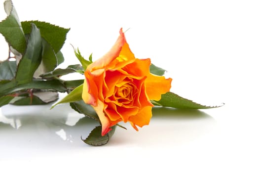 One orange rose lie over white background