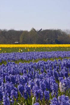 Dutch landscape: bulb fields with purple hyacinth flowers