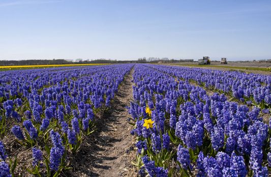Dutch landscape: bulb fields with purple hyacinth flowers