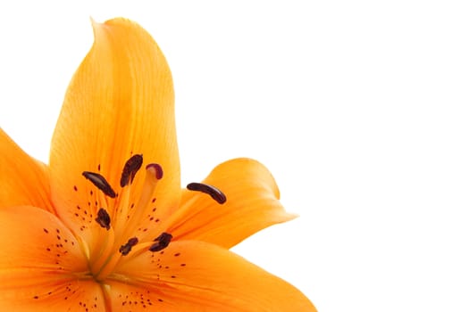 Orange lily flower in closeup over white background