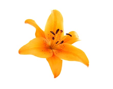 Orange lily flower in closeup over white background