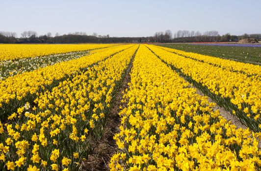 Dutch landscape: bulb fields with yellow daffodil flowers