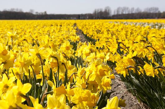 Dutch landscape: bulb fields with yellow daffodil flowers