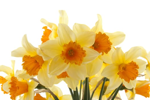 Yellow with orange daffodil flowers over white background