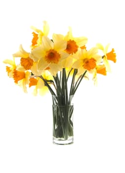 Yellow with orange daffodil flowers in glass vase over white background