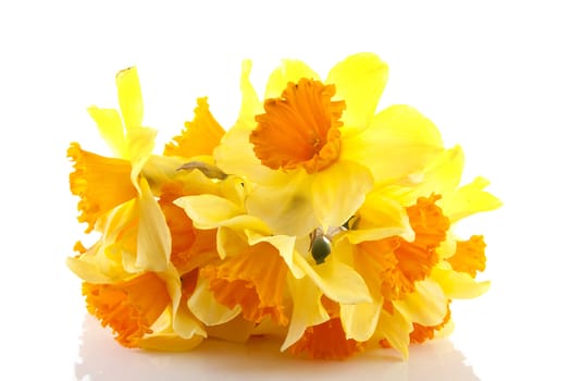 Yellow with orange daffodil flowers over white background