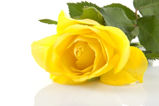 One yellow rose flower in closeup over white background
