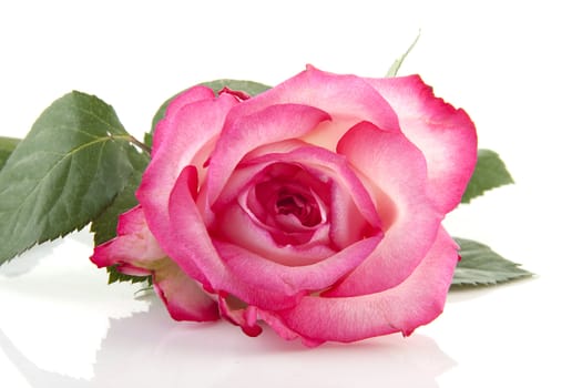 One pink rose flower in closeup over white background