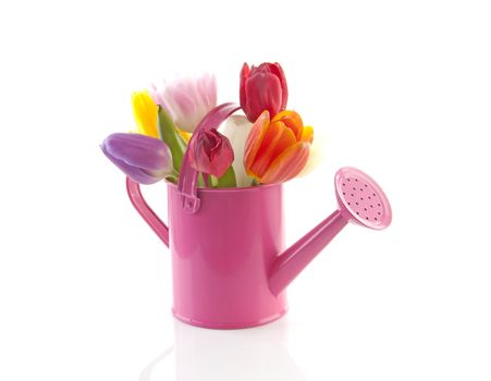 Pink watering can with colorful tulips over white background