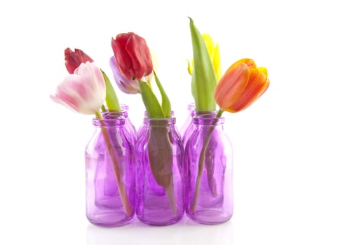 Colorful Dutch tulips in pink vases over white background