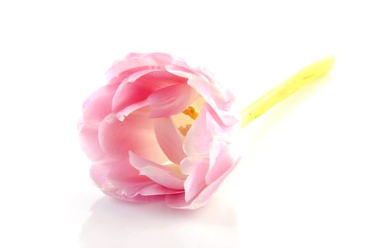 One pink tulip in closeup over white background