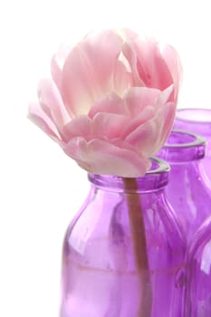 Pink tulip in vases in closeup over white background