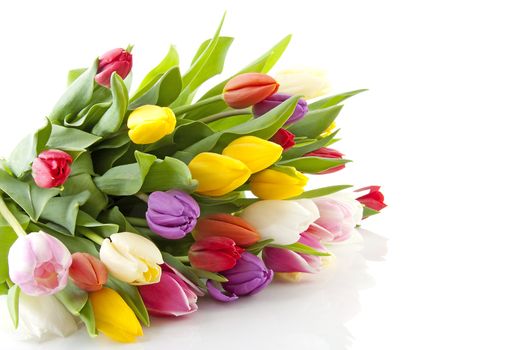Bouquet of colorful Dutch tulips lie over white background