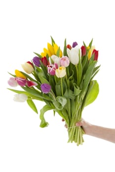 Hand holding bouquet of colorful Dutch tulips over white background