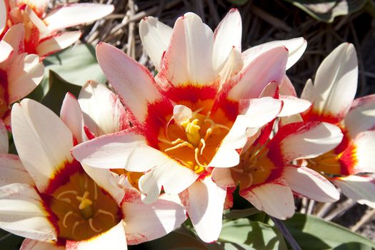 Beautiful Dutch tulip flower in closeup