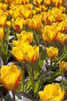 Bulb field with Dutch tulips in closeup