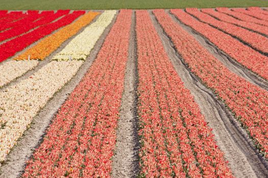Dutch landscape, bulb fields with colorful tulips