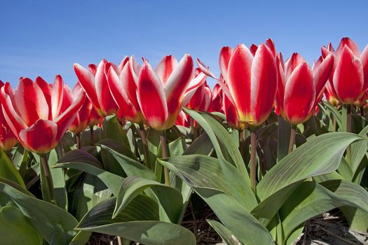 closeup of Beautiful Dutch tulip flowers in field against blue sunny sky