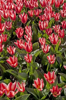 closeup of Beautiful Dutch tulip flowers in field