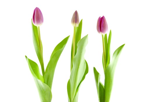 Three Dutch tulips side by side over white background