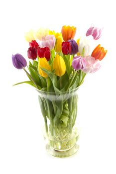 Colorful Dutch tulips in vase over white background