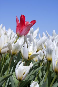 White tulips in closeup with one red tulip against blue sky