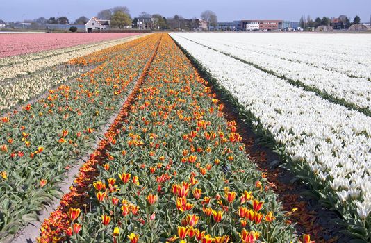 Dutch landscape, bulb fields with white and colorful tulips
