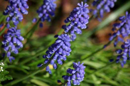 Muscari botryoides flowers in closeup