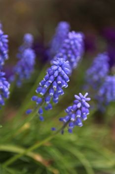 Muscari botryoides flowers in closeup