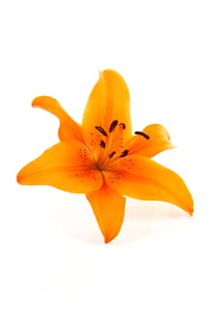 Orange lily flower in closeup over white background