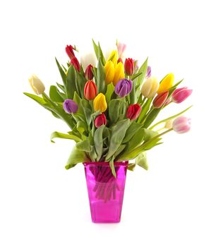 Colorful Dutch tulips in pink vase over white background