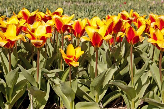 Closeup of beautiful Dutch tulips in bulb field