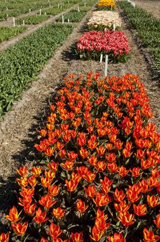 Dutch colorful Tulips in a bulb field 