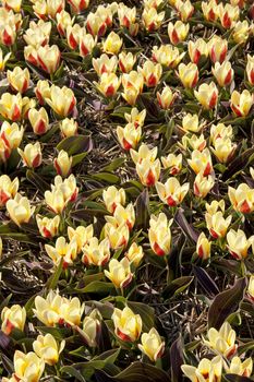 Closeup of yellow Dutch tulips in bulb field